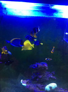 昌平北七家海水魚友出養定老魚，限同城打包自提，共探海水養殖技術交流