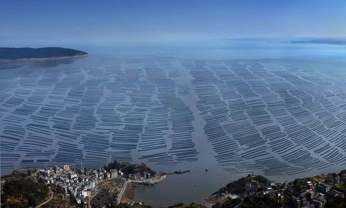 洞頭區(qū) 以科技創(chuàng)新澎湃海洋經(jīng)濟高質(zhì)量發(fā)展新動能，海水養(yǎng)殖技術(shù)研發(fā)走在前列