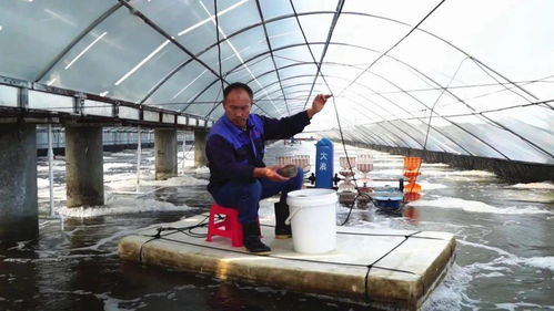 科技賦能，廣西養蝦產業“火”出圈 一年五造，畝產8000斤背后的技術革命