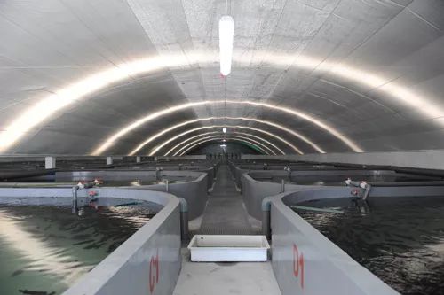 3條海魚10年增值300億，工業化養殖模式引領海水養殖新變革